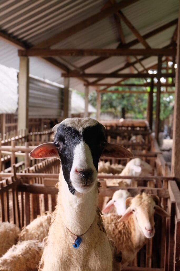 Photo by Qamma Farm white and black sheep in cage